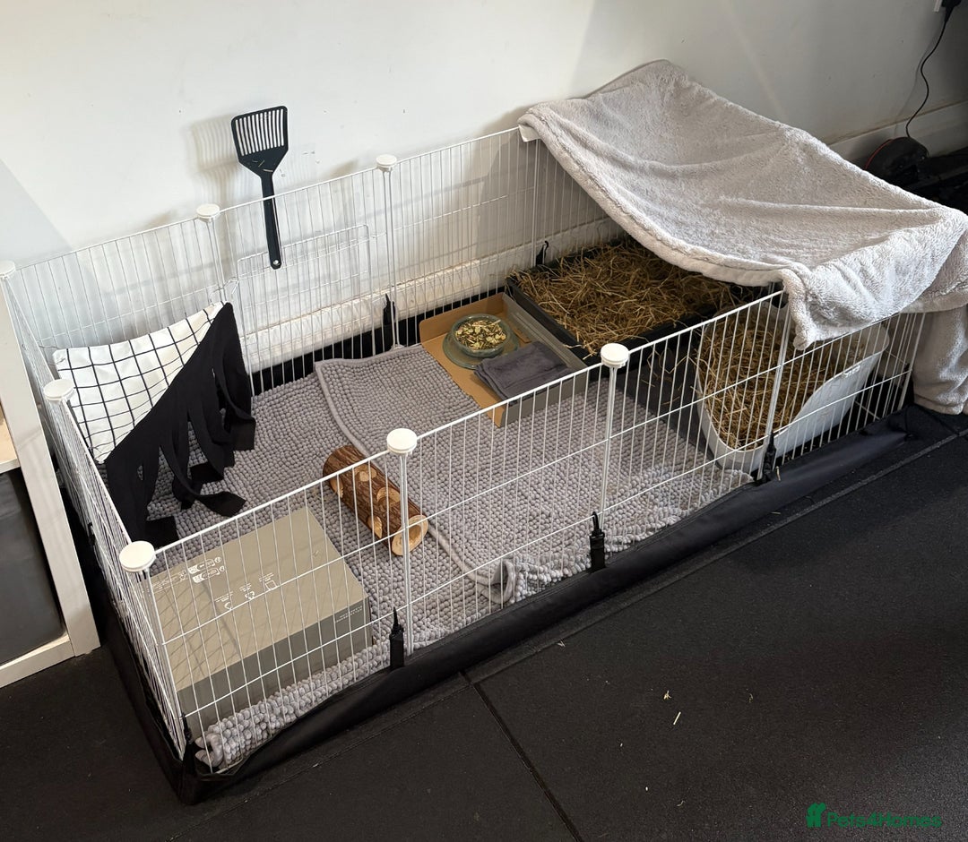 Guinea Pig rodents for sale: 2 x Gorgeous Bonded Guinea Pigs £30 - Advert 5