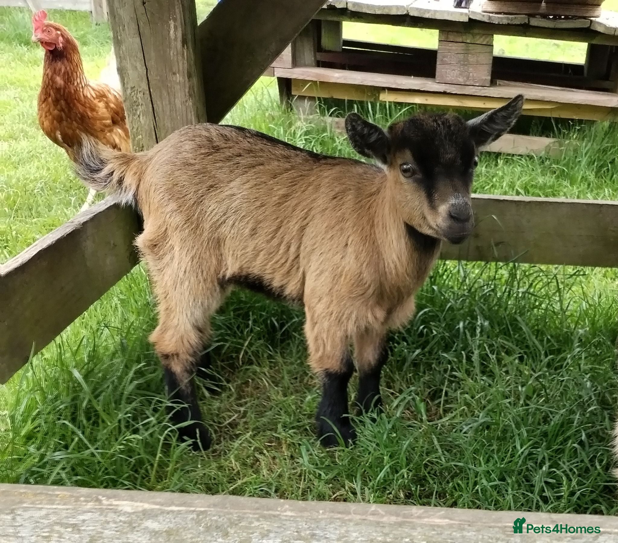 Goats livestock Pygmy Goats - Advert 2
