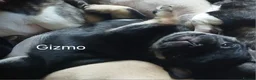 Frug dogs for sale: Frug puppies in Stoke-on-Trent - Advert 6