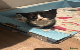 Mixed Breed cats for sale: Beautiful mixed colour kitten - Image 8
