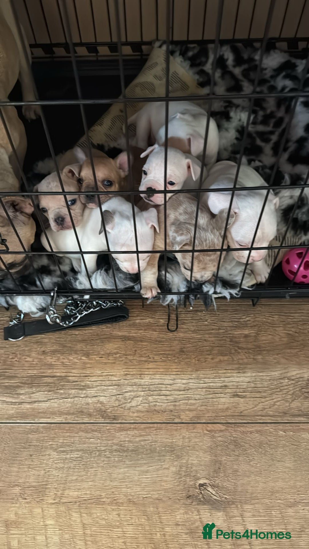 Mixed Breed dogs for sale: French bulldog x American bulldog Ready Now  - Advert 24