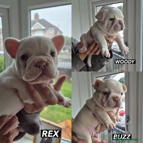 French Bulldog dogs - Advert 2