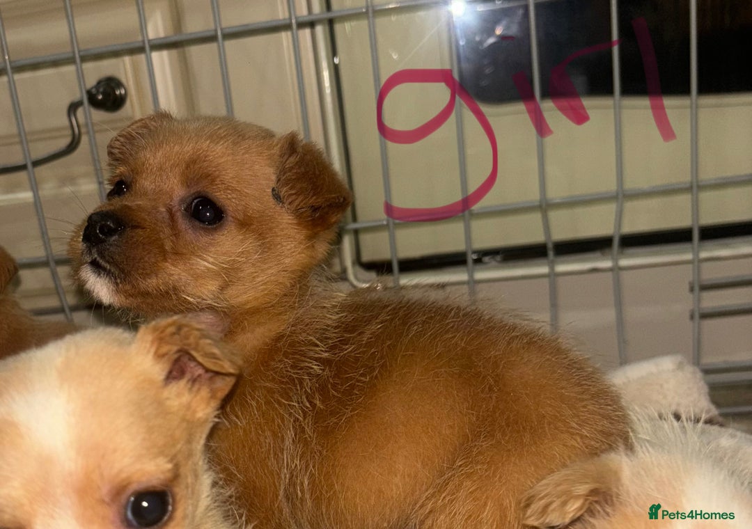 Mixed Breed dogs for sale: Jack Russell X biewer pups - Advert 12