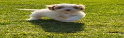 Cavapoo dogs for sale: Stunning Cavapoo Puppies  - Advert 9
