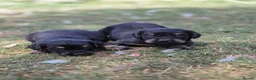 Mixed Breed dogs for sale: Dakota Sport Retriever (Special Colours) - Advert 17