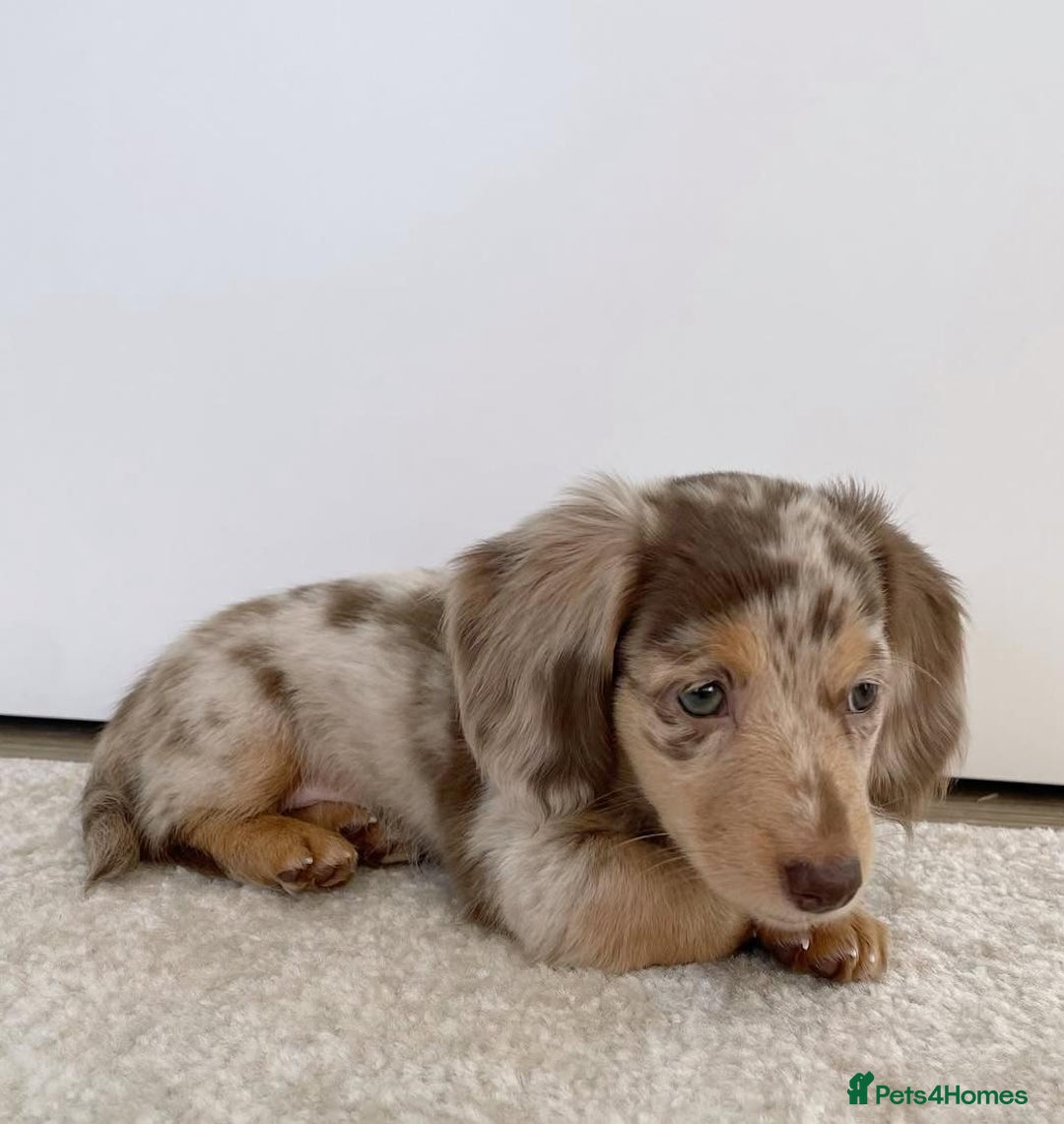 Miniature Dachshund dogs for sale: Miniature Dachshund puppies! - Image 14