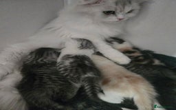 Persian cats for sale: Persian x fluffy kittens  - Image 5