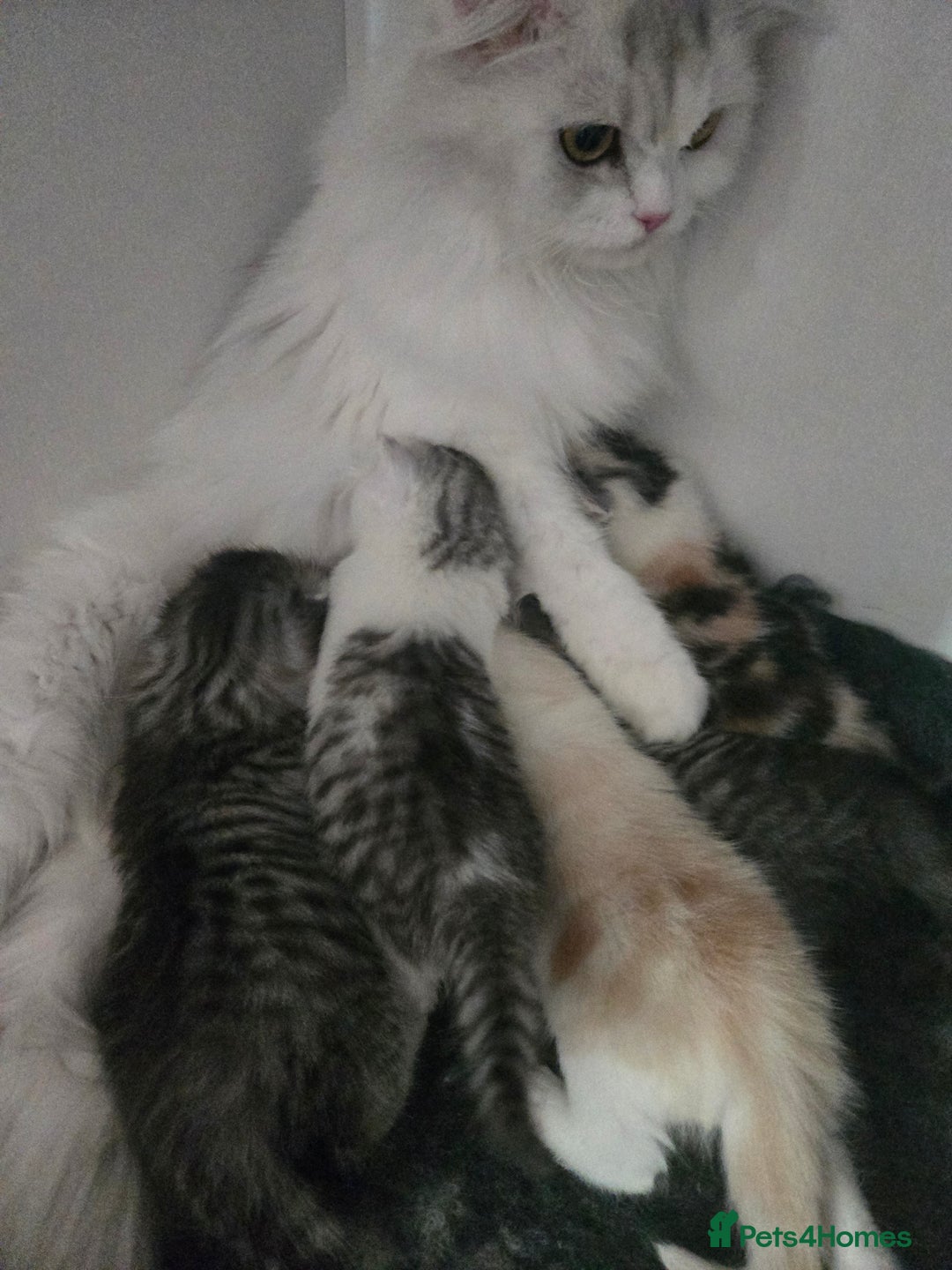 Persian cats for sale: Persian x fluffy kittens  - Image 5