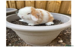 Mini Lop rabbits for sale: Beautiful mini lops for sale  in Nottingham - Image 11