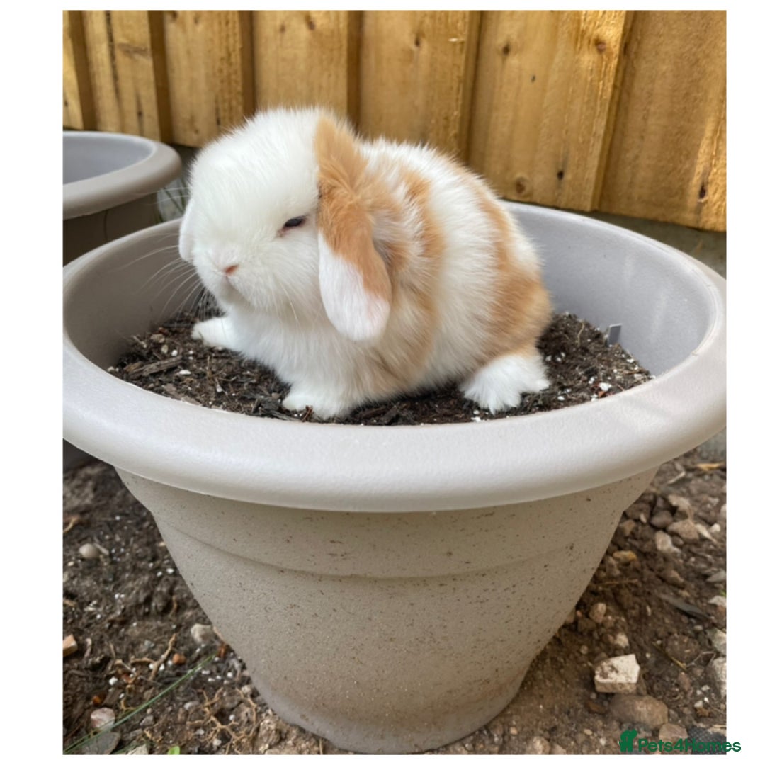 Mini Lop rabbits for sale: Beautiful mini lops for sale  in Nottingham - Image 11