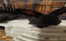 Rex rabbits for sale: Beautiful Mini Lop and Rex cross breed 🐰 bunny's  - Image 2