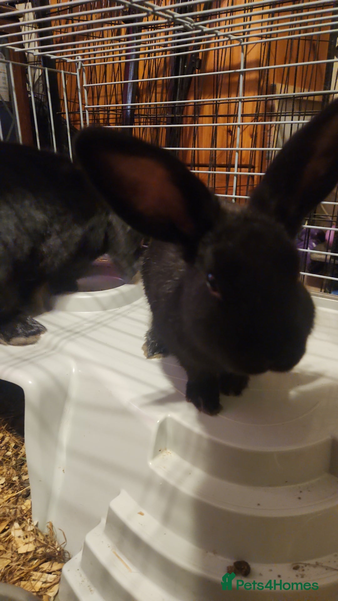 Rex rabbits for sale: Beautiful Mini Lop and Rex cross breed 🐰 bunny's  - Image 2