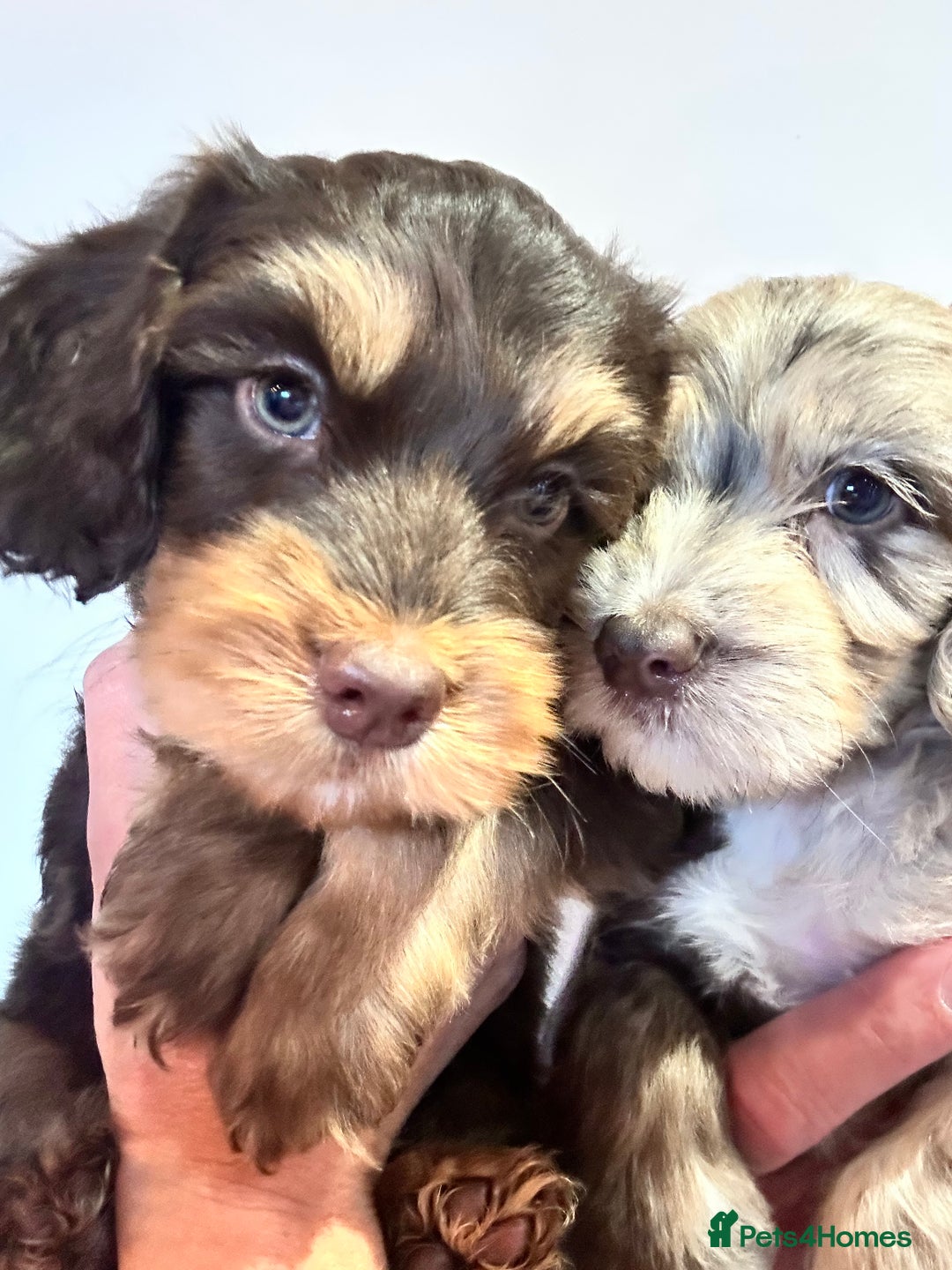 Cockapoo dogs for sale: Cockapoo Puppies for sale - Image 1