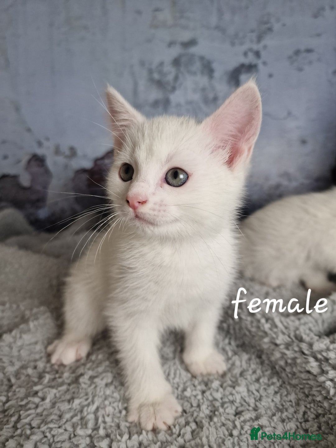 Mixed Breed cats for sale: Lovely kittens from a white odd-eyed mother. - Advert 7