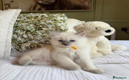 Ragdoll cats for sale: True to type, pure Ragdolls Kittesn - Image 4