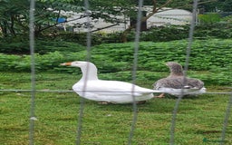 Chickens poultry for sale: Mixed flock ducks, chickens geese - Advert 12