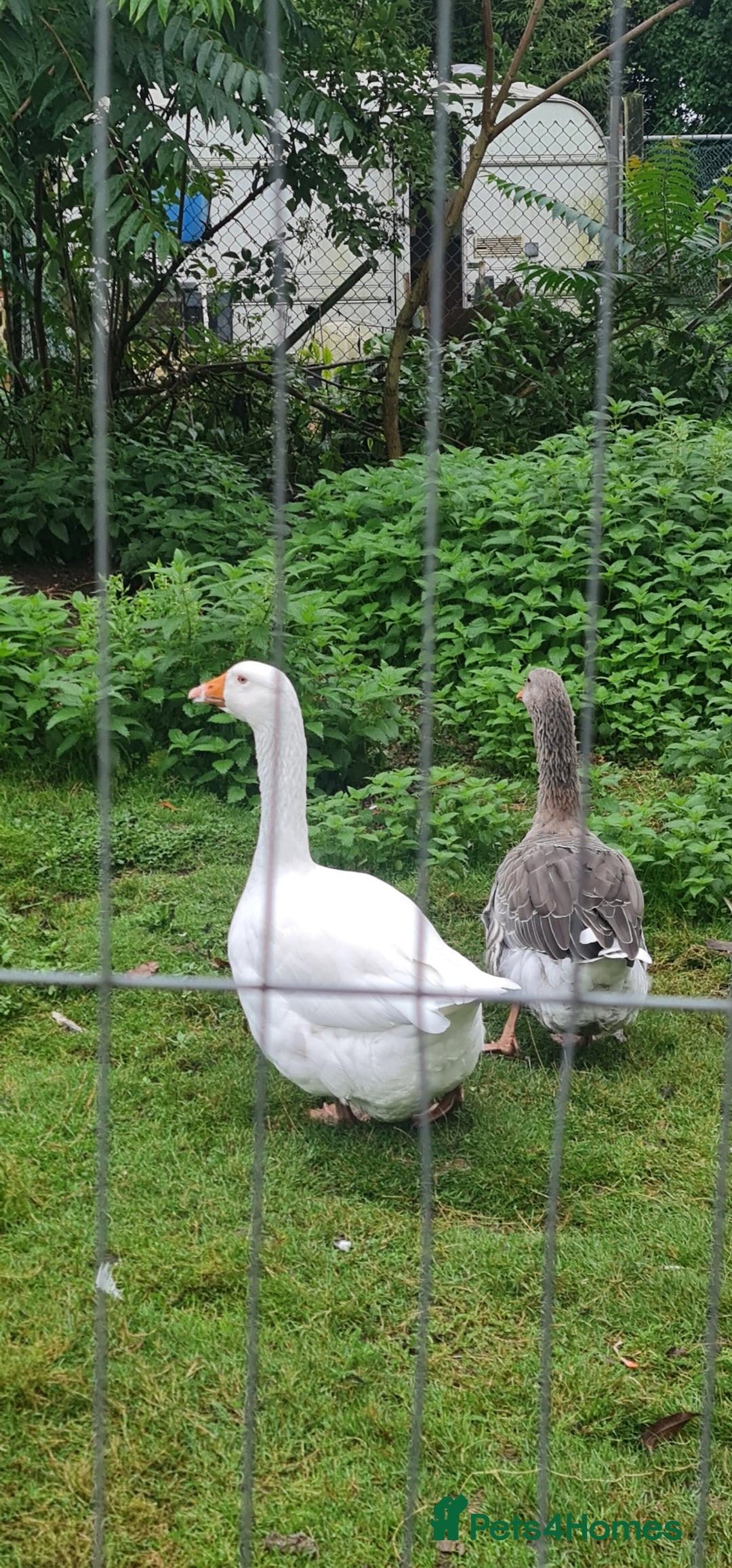 Chickens poultry for sale: Mixed flock ducks, chickens geese - Advert 12