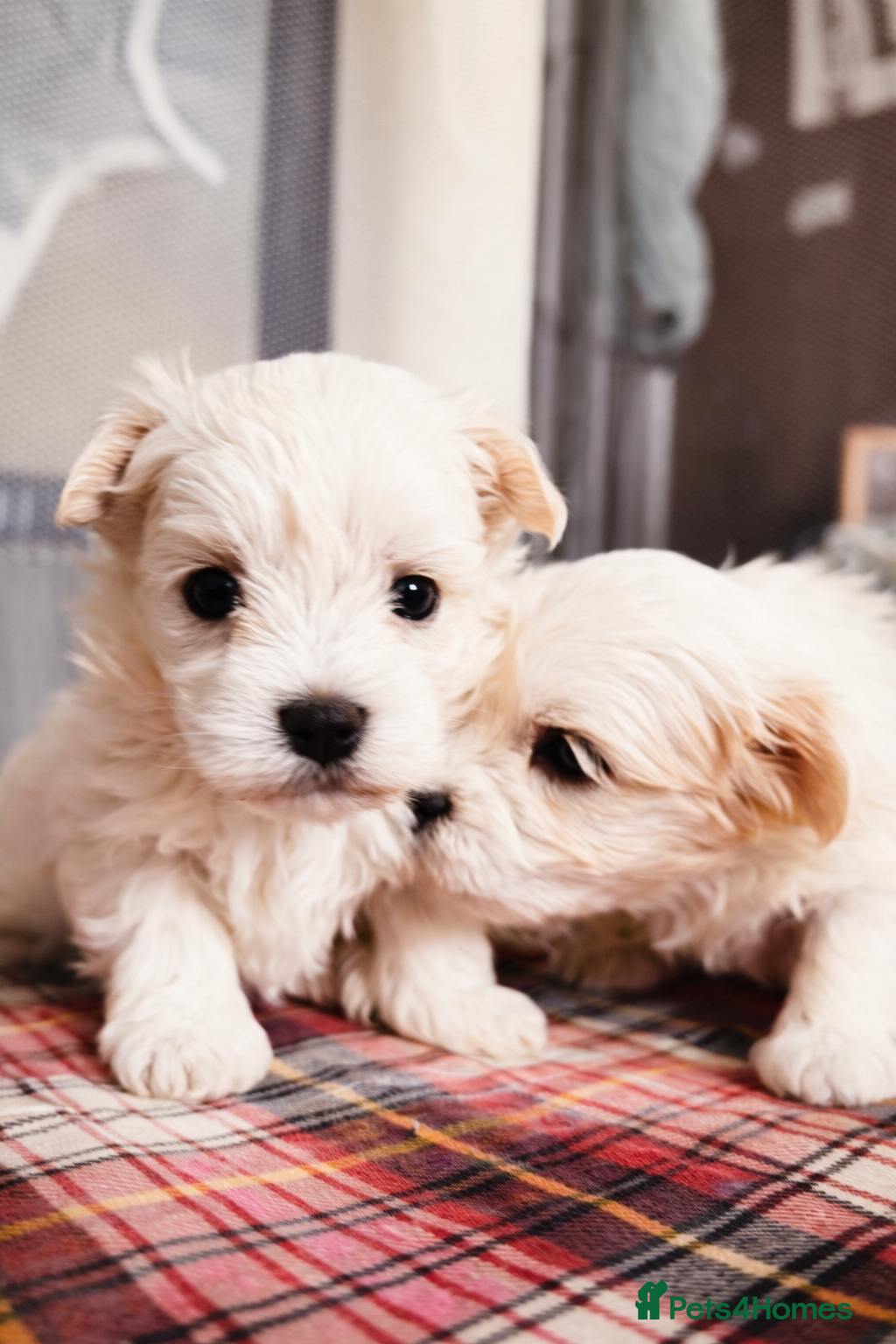 Maltese dogs Kc registered mini Maltese girls  - Advert 4