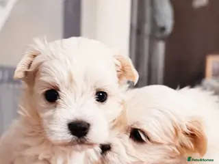 Maltese dogs Kc registered mini Maltese girls - Advert 4