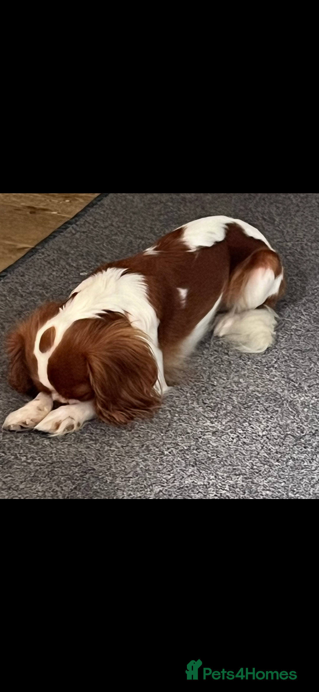 Cavalier King Charles Spaniel dogs for sale: King Charles female  - Advert 4