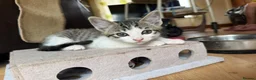 Mixed Breed cats for sale: LAST 3 FLUFFY BRIGHT EYES KITTENS!MUMS RAGDOLL - Advert 5