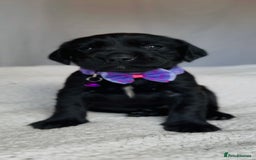 Springador dogs for sale: Springador Puppies - Image 5