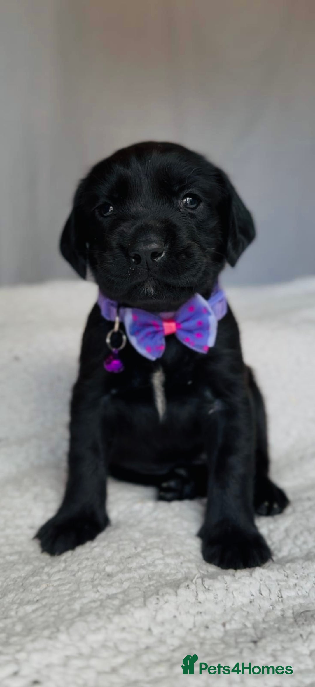Springador dogs for sale: Springador Puppies - Image 5