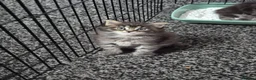 Maine Coon cats for sale: Stunning maine coon full pedigree kittens - Advert 3