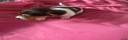 Jack Russell dogs for sale: True miniature Jack Russell pups - Advert 10