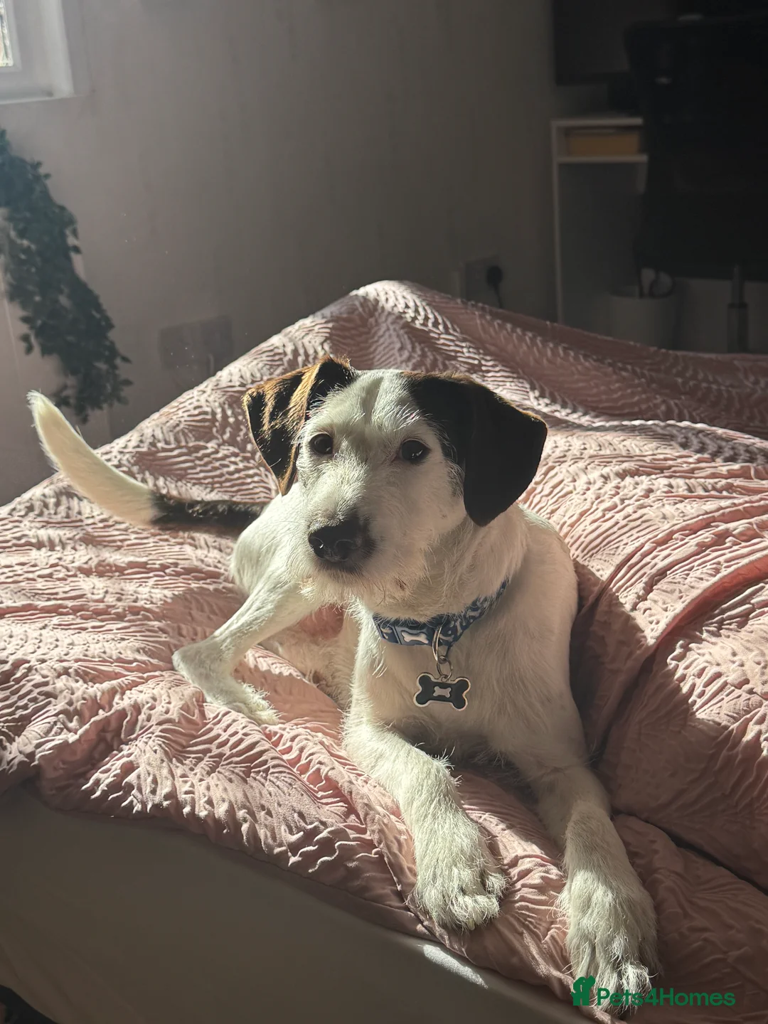 Mixed Breed dogs for sale: Beautiful boy needs a new home - Advert 2