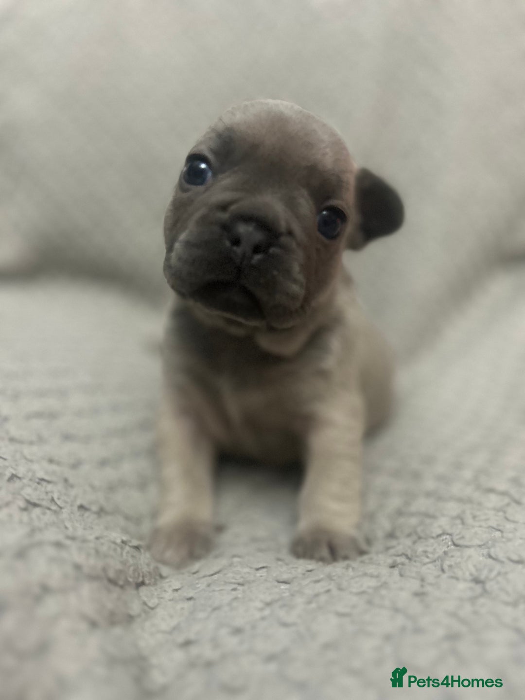 French Bulldog dogs for sale: French bulldogs pedigree - Advert 24