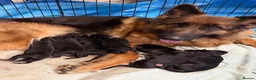German Shepherd dogs for sale: Purebred German shepherd puppies  - Advert 3
