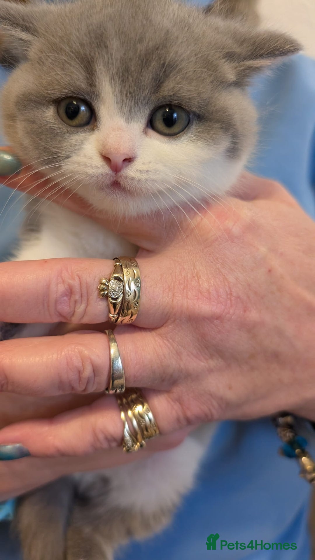 British Shorthair cats for sale: Stunning pedigree British short hair kittens  - Advert 21