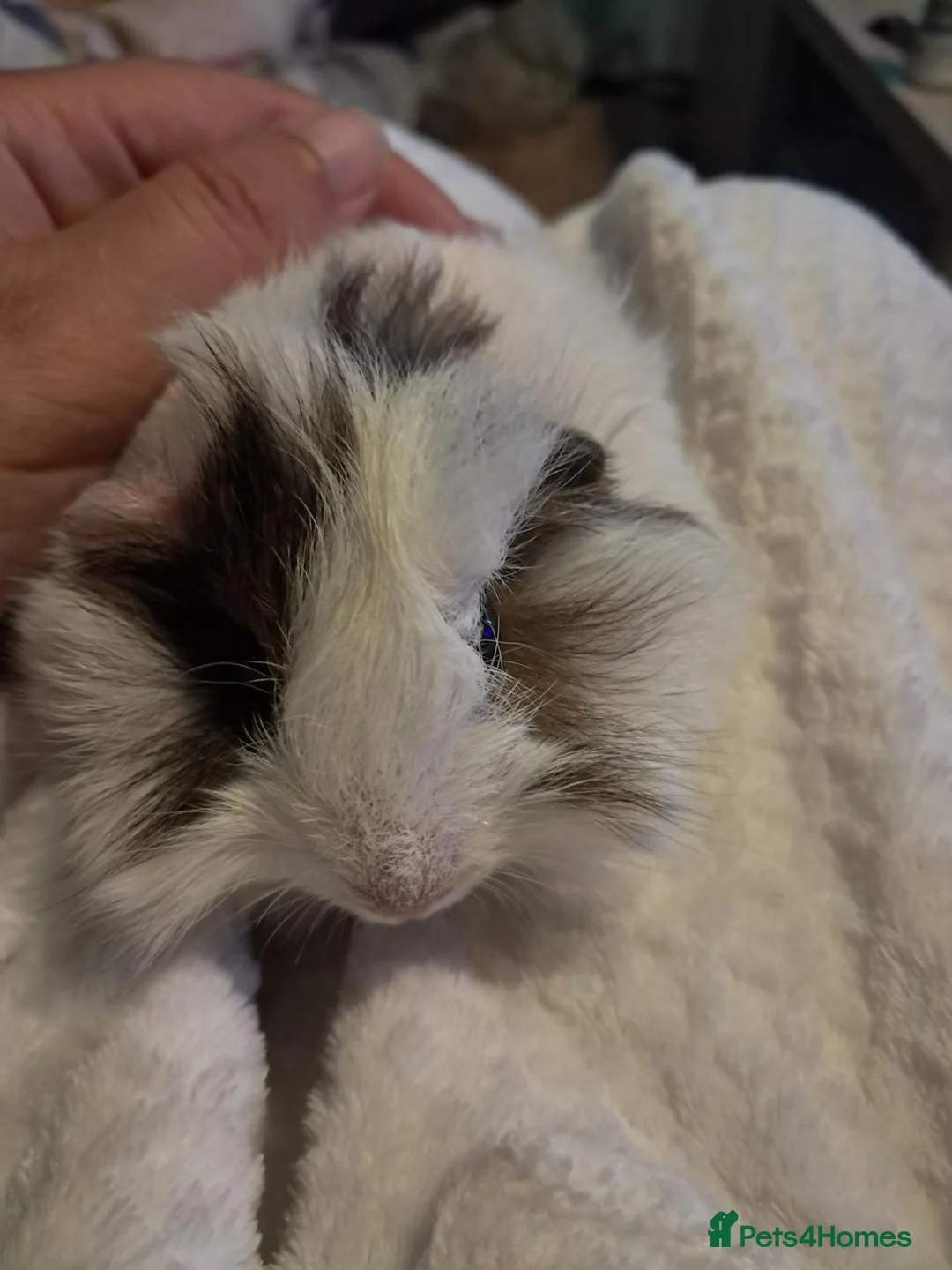 Guinea Pig rodents for sale: Two female baby guinea pigs for sale  - Advert 6