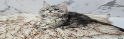 Maine Coon cats for sale: 4x Kittens MaineCoon Tica Registred  - Advert 4
