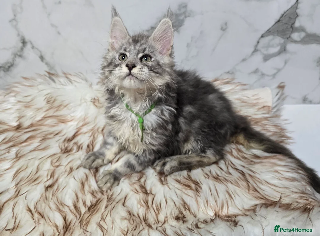 Maine Coon cats for sale: 4x Kittens MaineCoon Tica Registred  - Advert 4