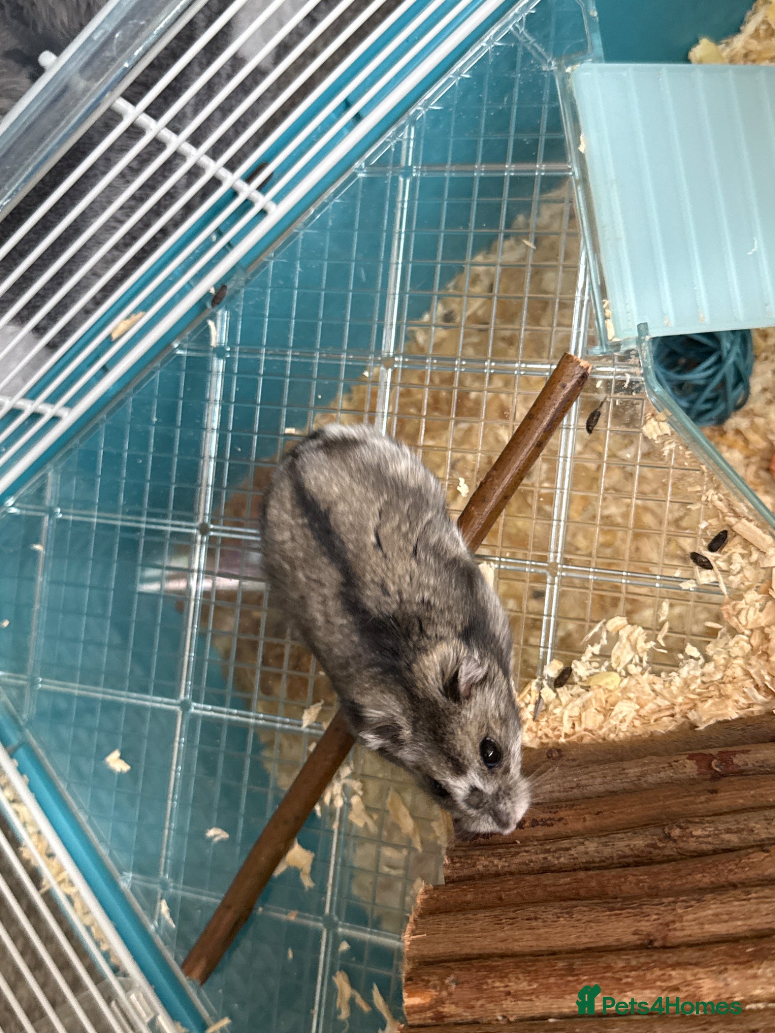 Hamster rodents Grey Dwarf Hamster  - Advert 1