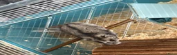 Hamster rodents for sale: Grey Dwarf Hamster  in Chester - Advert 1