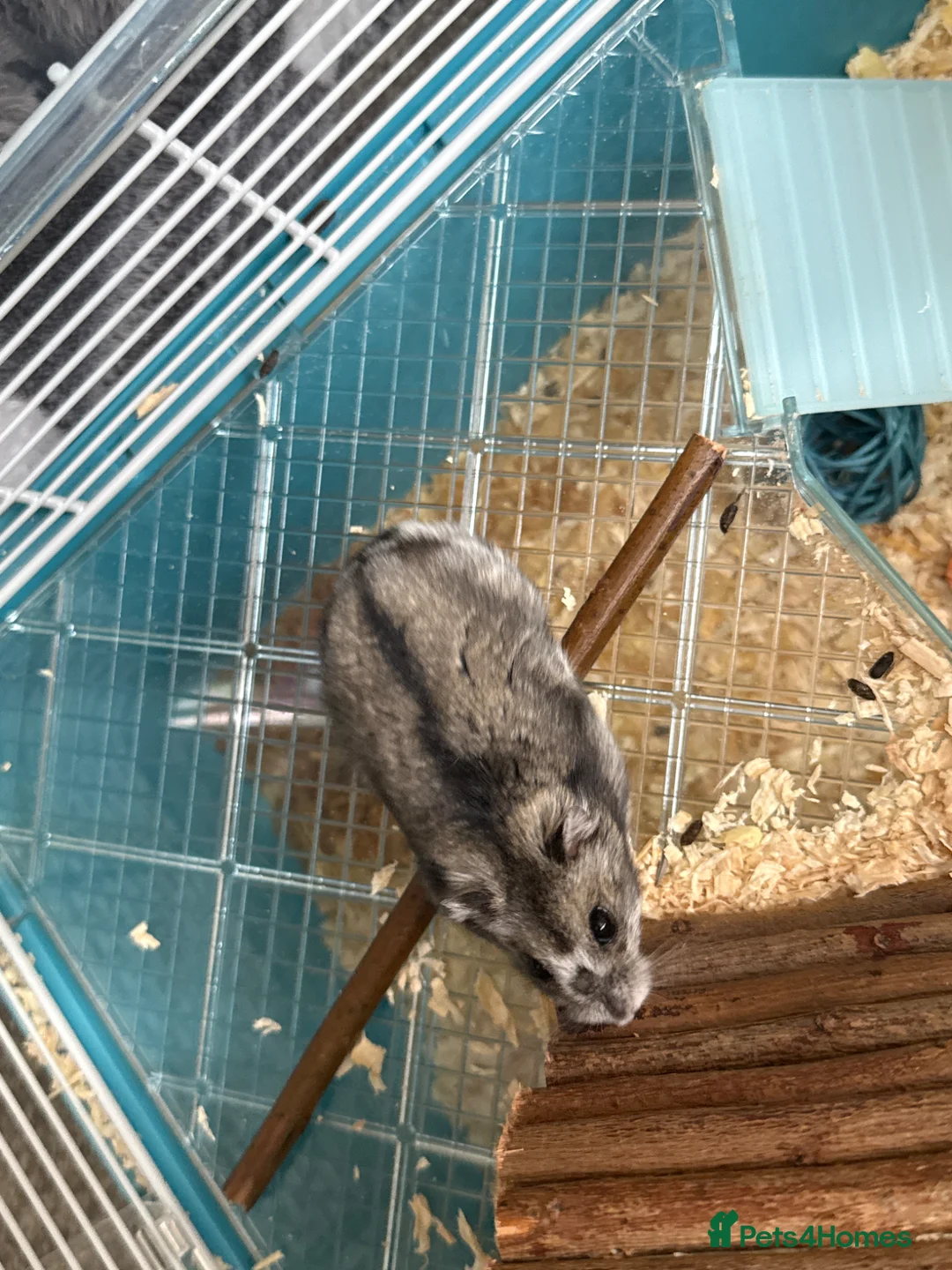 Hamster rodents for sale: Grey Dwarf Hamster  in Chester - Advert 1