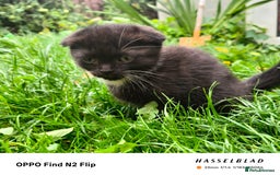 Scottish Fold cats for sale: Scottish fold kittens - Image 9