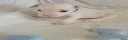 Chinese Crested dogs for sale: Pure Chinese Crested Puppies - Advert 3