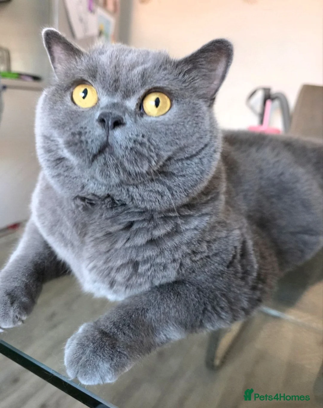 British Shorthair cats for sale: Male British Short hair  - Advert 4