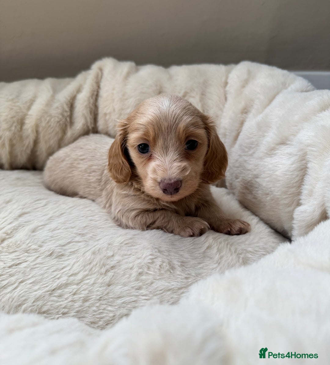Miniature Dachshund dogs for sale: KC Long Haired Cream Carriers Miniature Dachshunds - Image 10