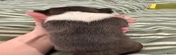 Boston Terrier dogs for sale: Kc reg Boston terriers - 1 stunning girl available - Advert 20