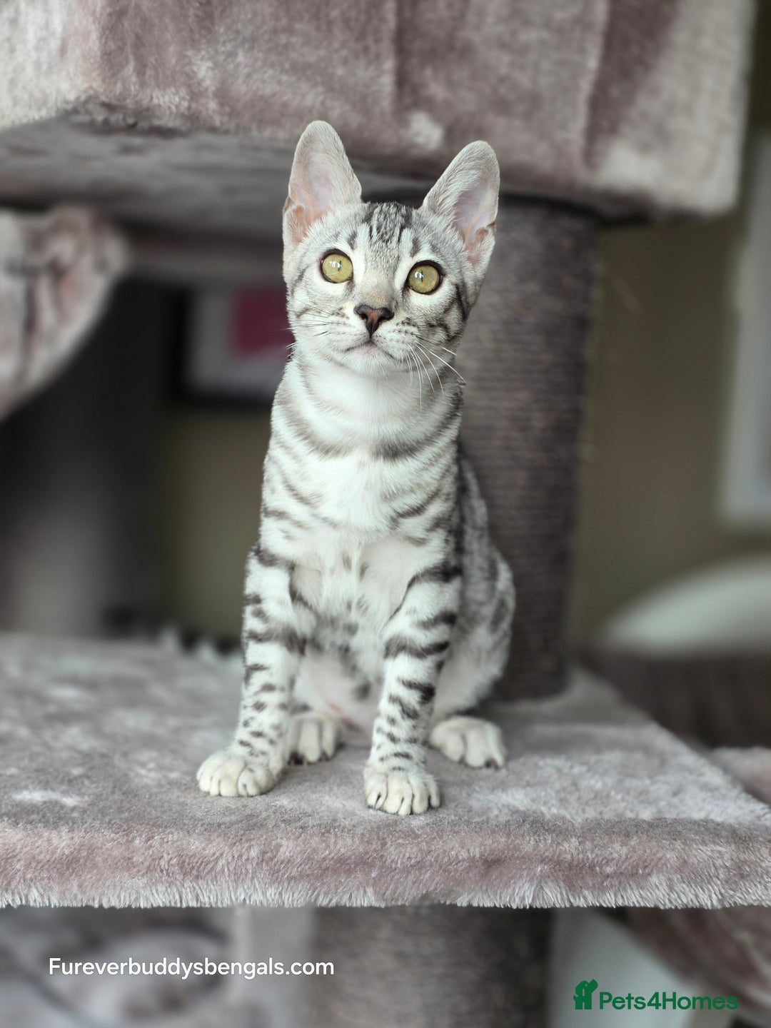 Bengal cats for sale: Bengal Kitten 2 - Outstanding Silver Rosetted Tica Bengal Kittens  - Image 3