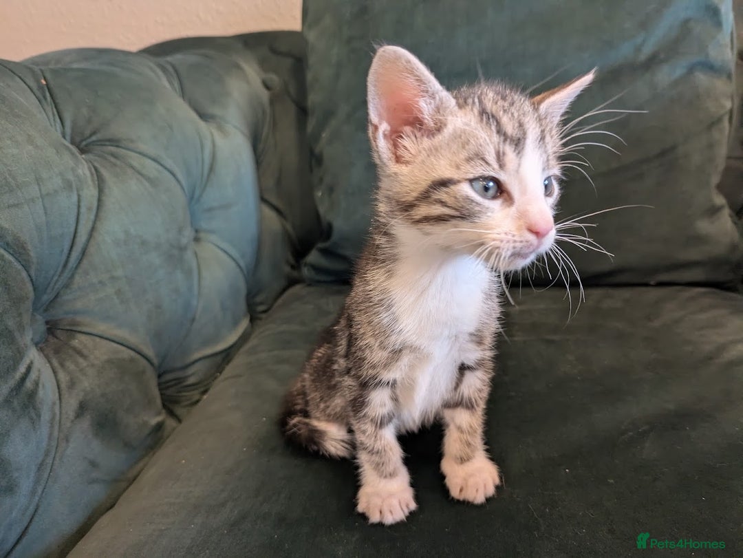 Mixed Breed cats for sale: 🐾 Adorable Kittens Ready for Their New Homes 🐾 - Image 2