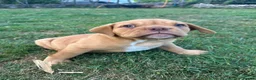 Olde English Bulldogge dogs for sale: Olds Tyme English bulldog puppy  - Advert 7