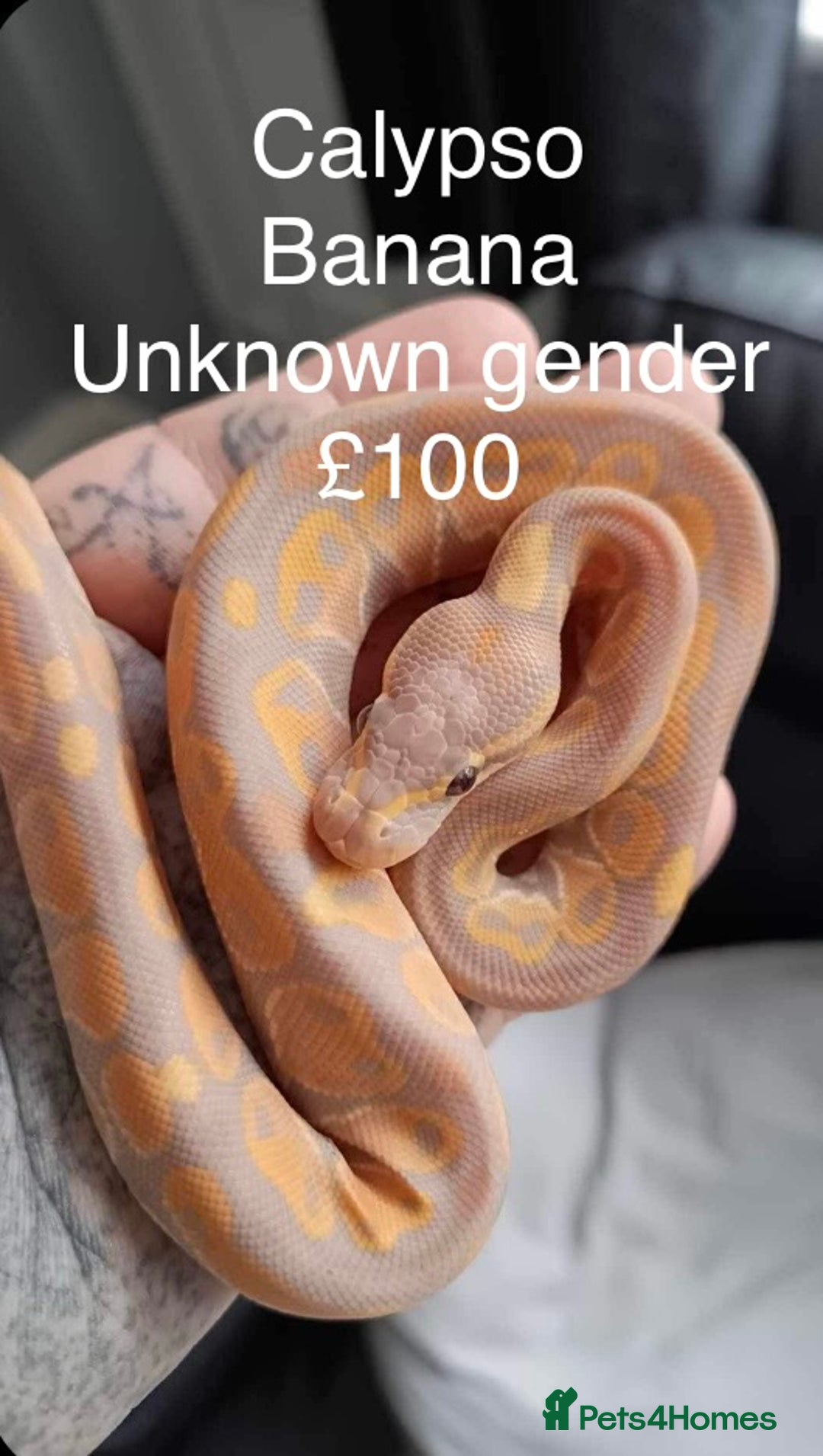 Python Snake reptiles for sale: Royal Python & Hognose - Advert 9