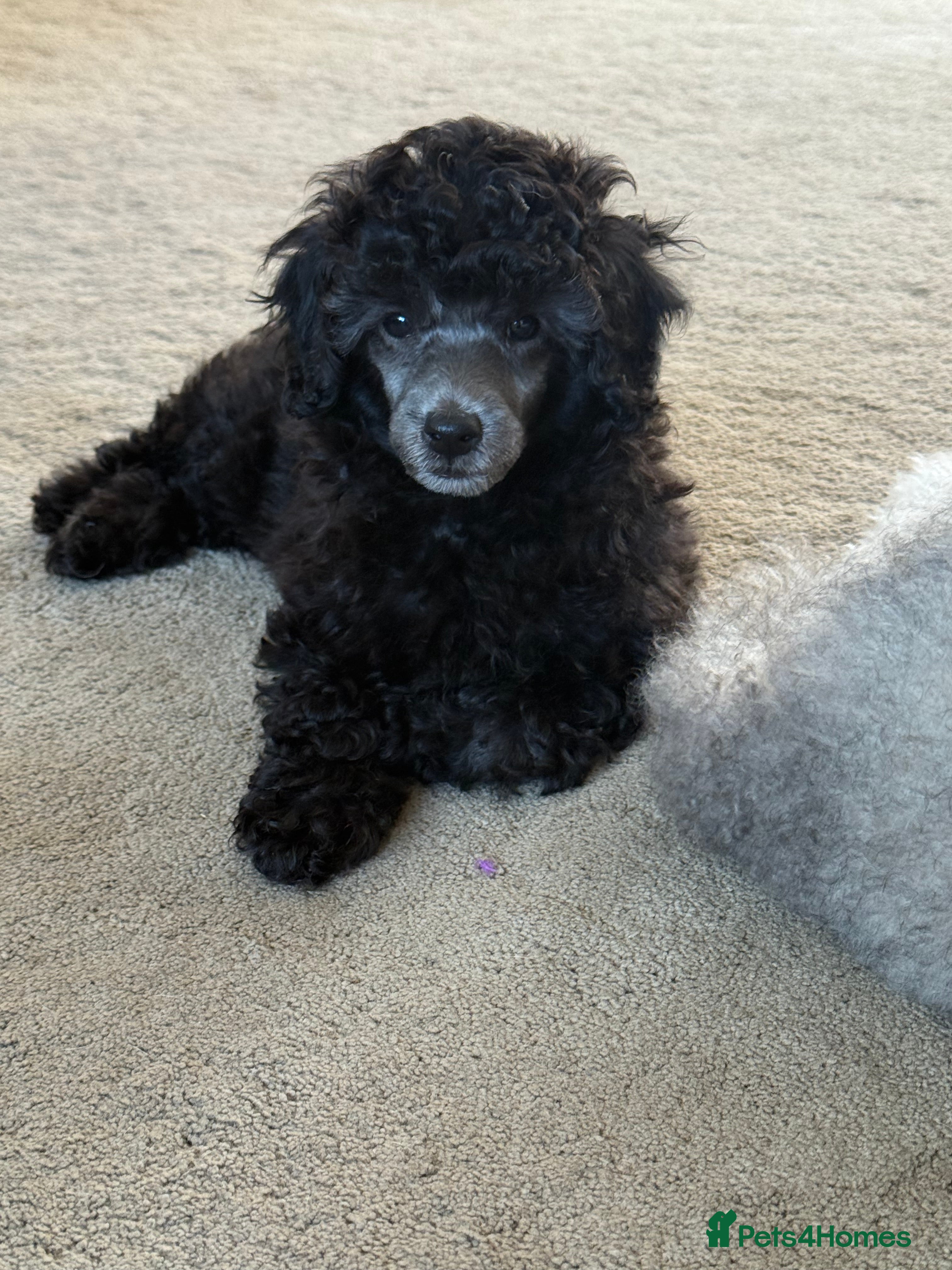 Miniature Poodle dogs Silver miniature poodle pups - Advert 2