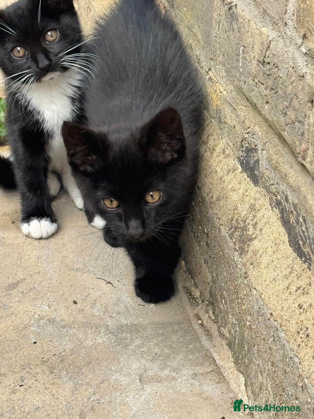 Mixed Breed cats 🐾 Beautiful  Black Kittens Looking for Homes  - Advert 15